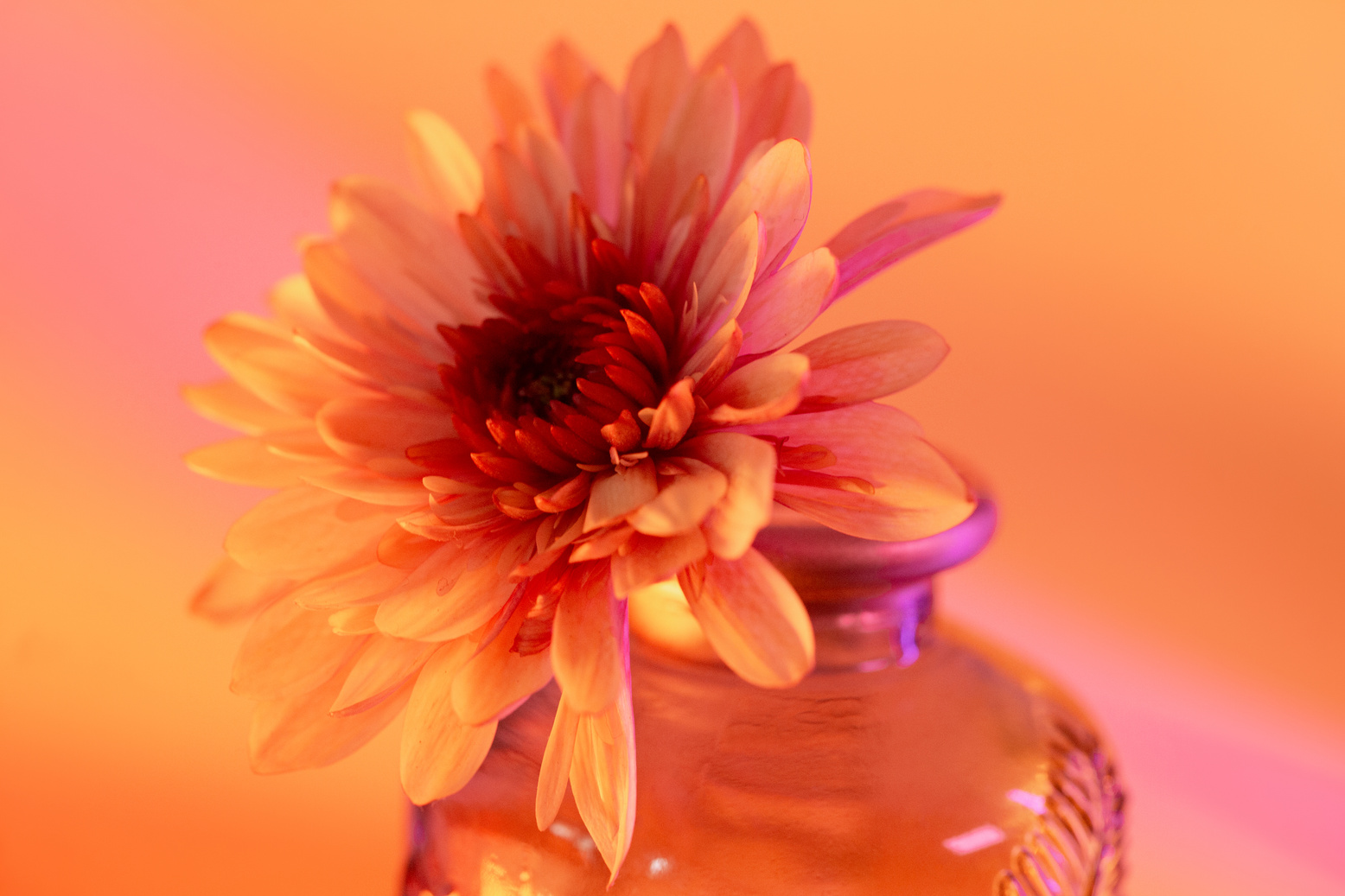 Daisy in Vase