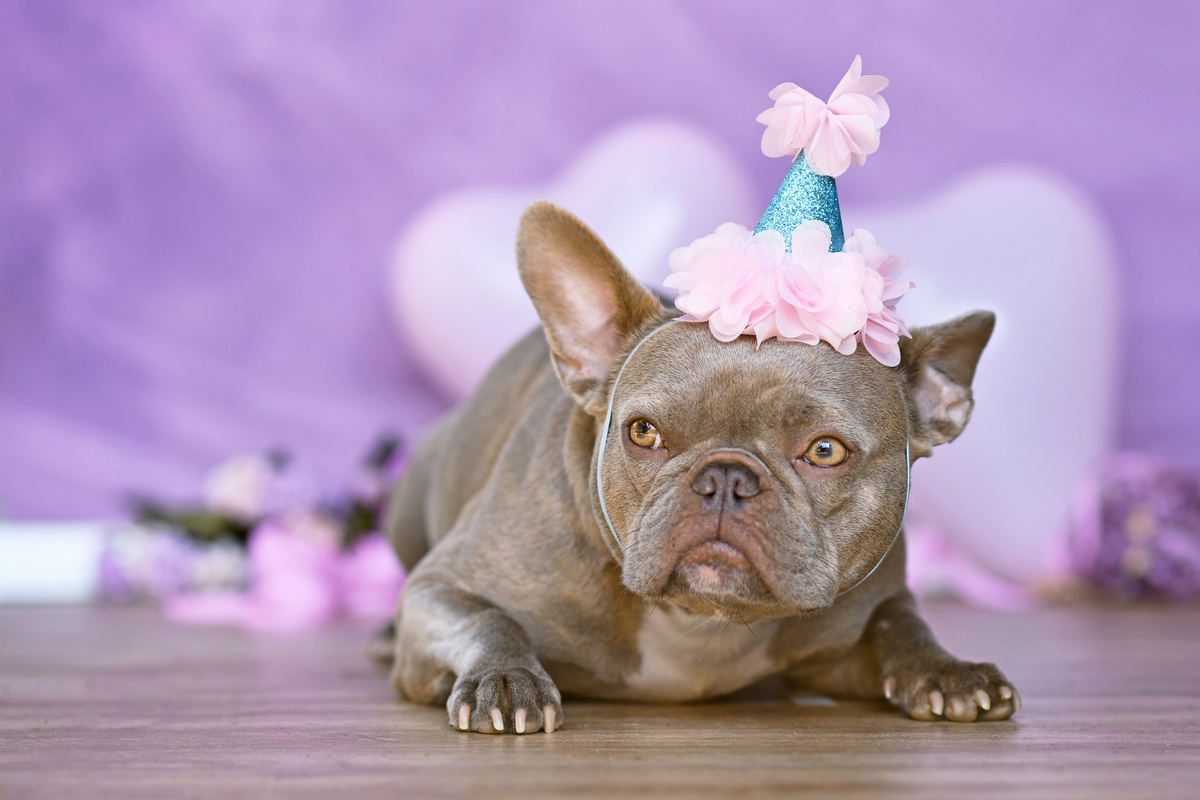 French Bulldog dog with birthday part hat in front purple background